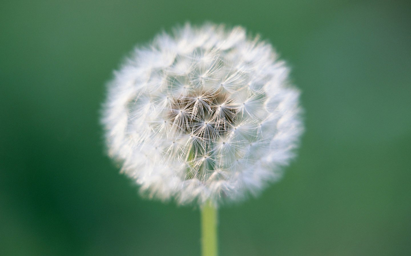 Обои цветок, одуванчик, пушинки, былинки, flower, dandelion, fuzzes, blade разрешение 2560x1920 Загрузить