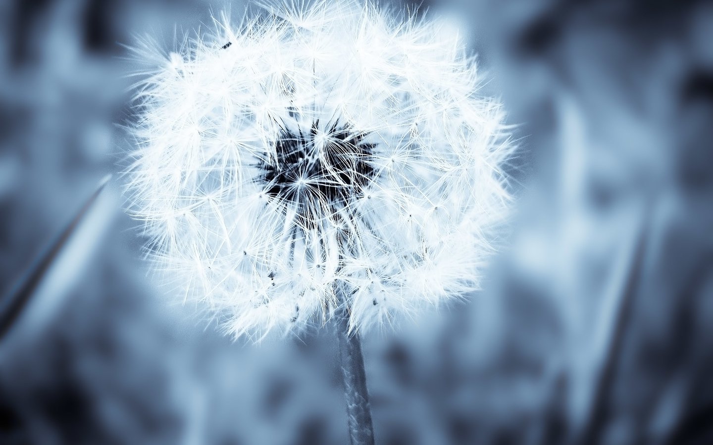 Обои цветок, одуванчик, пух, пушинки, былинки, flower, dandelion, fluff, fuzzes, blade разрешение 2592x1944 Загрузить