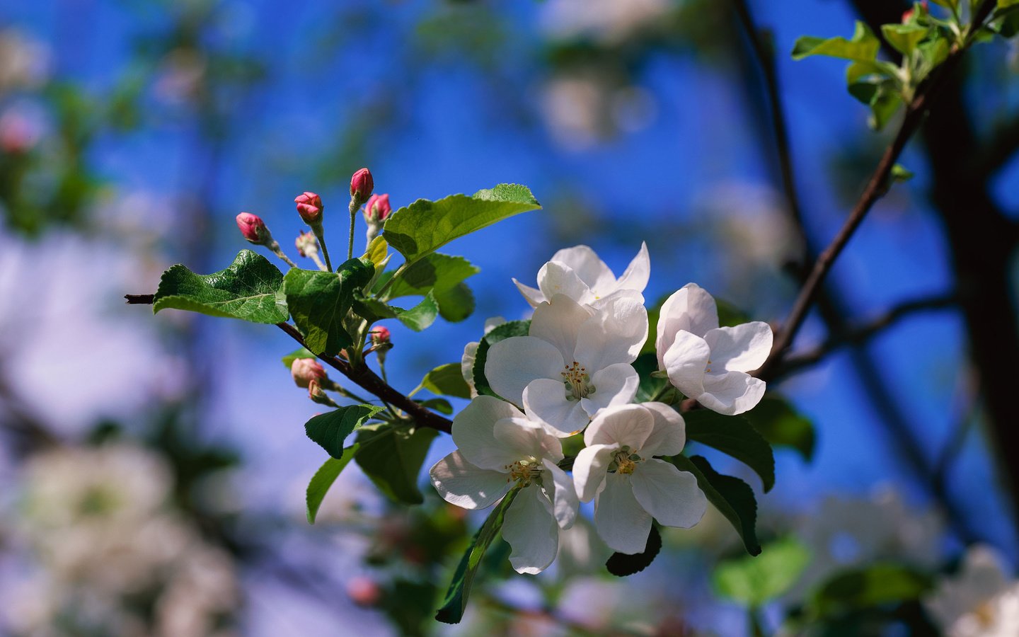 Обои цветы, ветка, природа, цветение, размытость, весна, яблоня, flowers, branch, nature, flowering, blur, spring, apple разрешение 2560x1920 Загрузить