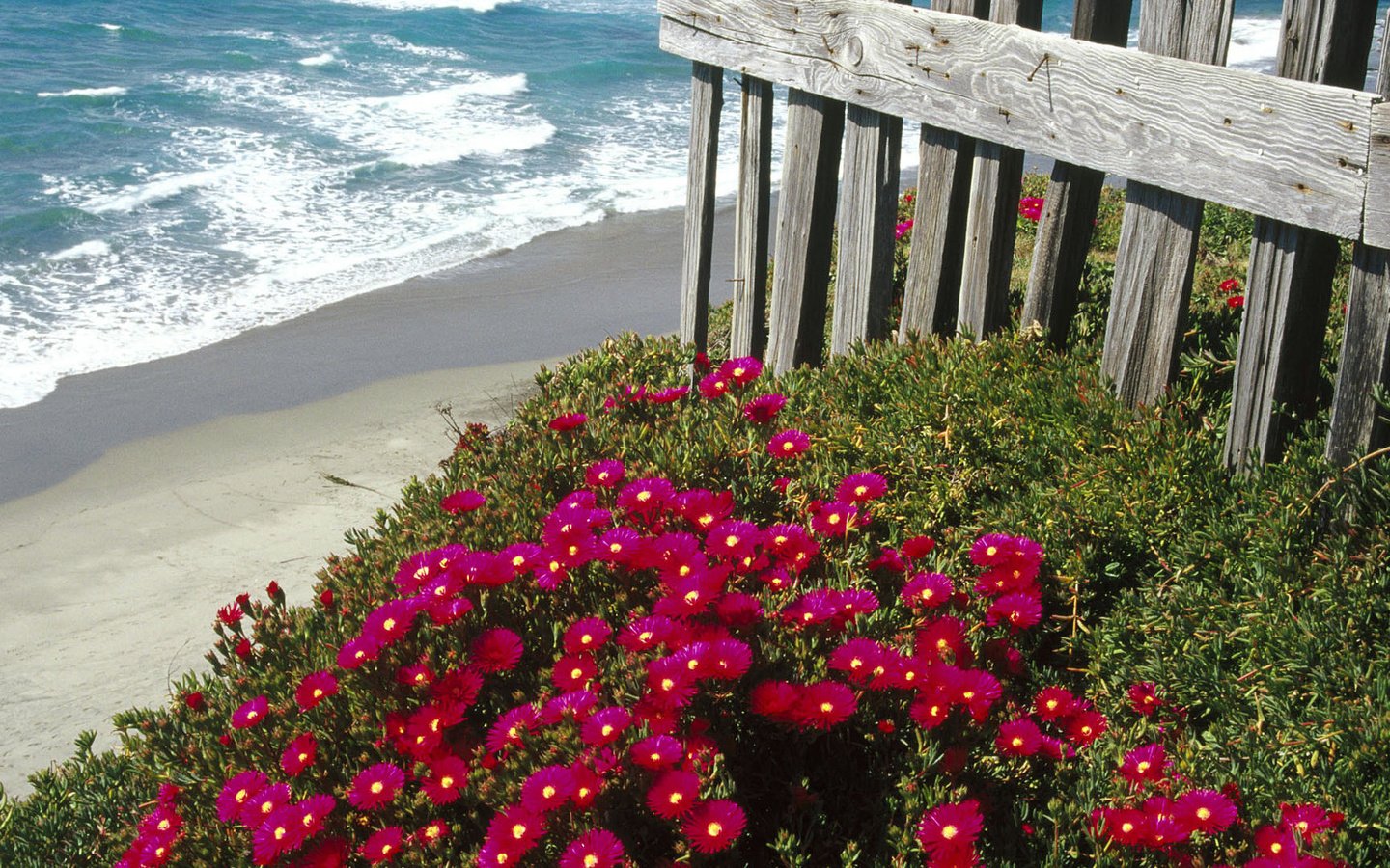 Обои цветы, море, пляж, забор, маргаритки, flowers, sea, beach, the fence, daisy разрешение 1920x1080 Загрузить