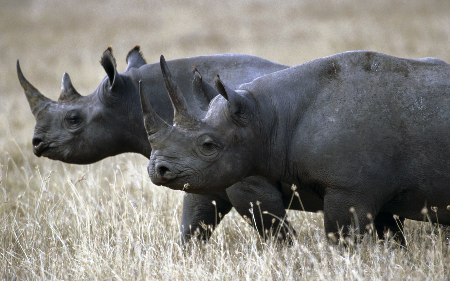 Обои трава, пара, прогулка, носорог, носороги, grass, pair, walk, rhino, rhinos разрешение 1920x1200 Загрузить