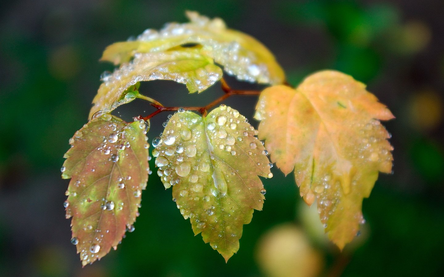 Обои листья, капли, размытость, leaves, drops, blur разрешение 1920x1080 Загрузить