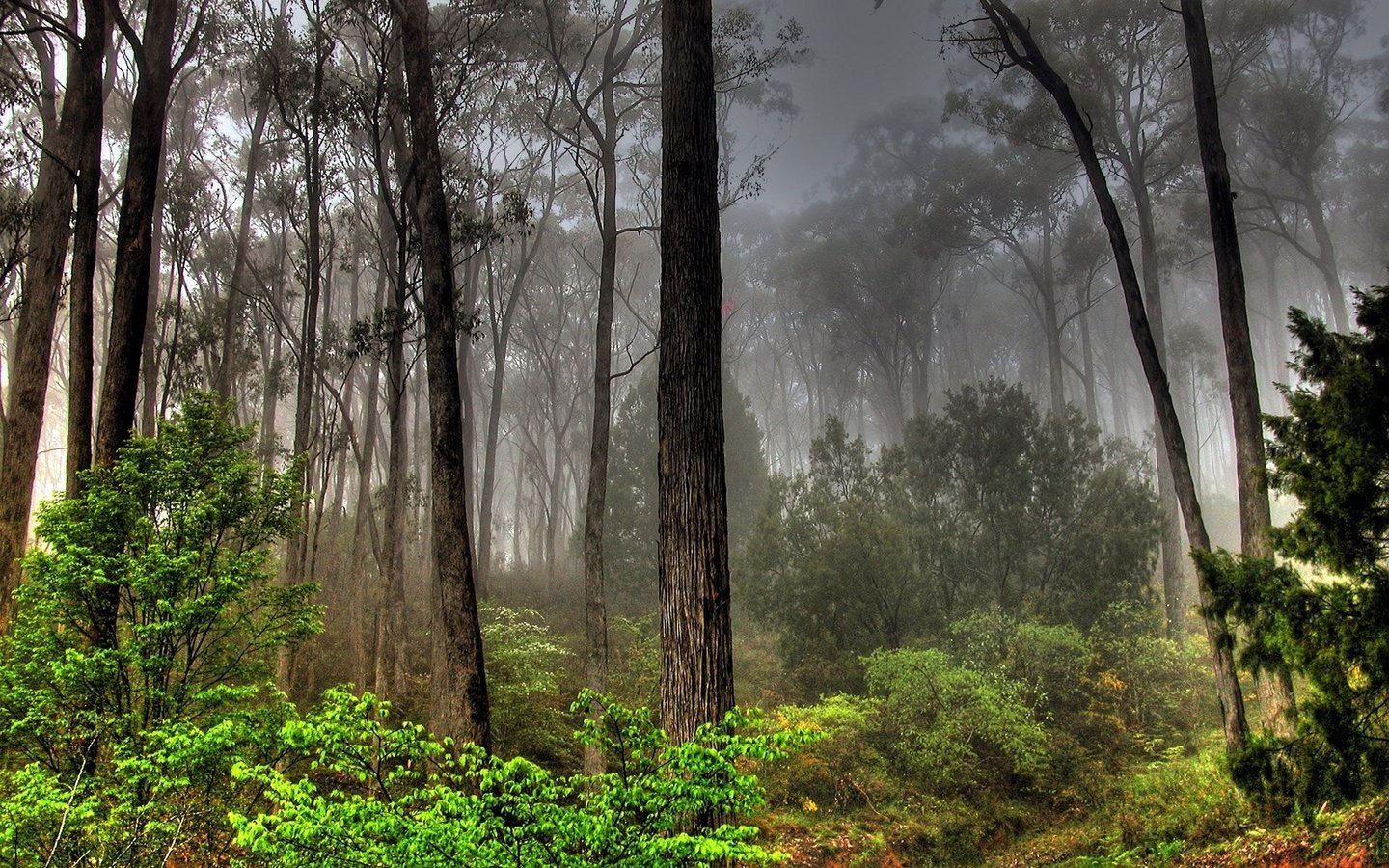 Обои лес, туман, заросли, forest, fog, thickets разрешение 1920x1200 Загрузить