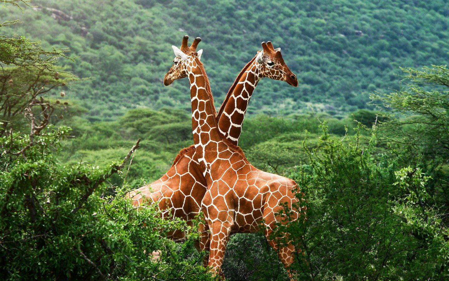 Обои зелень, африка, саванна, жирафы, greens, africa, savannah, giraffes разрешение 1920x1200 Загрузить