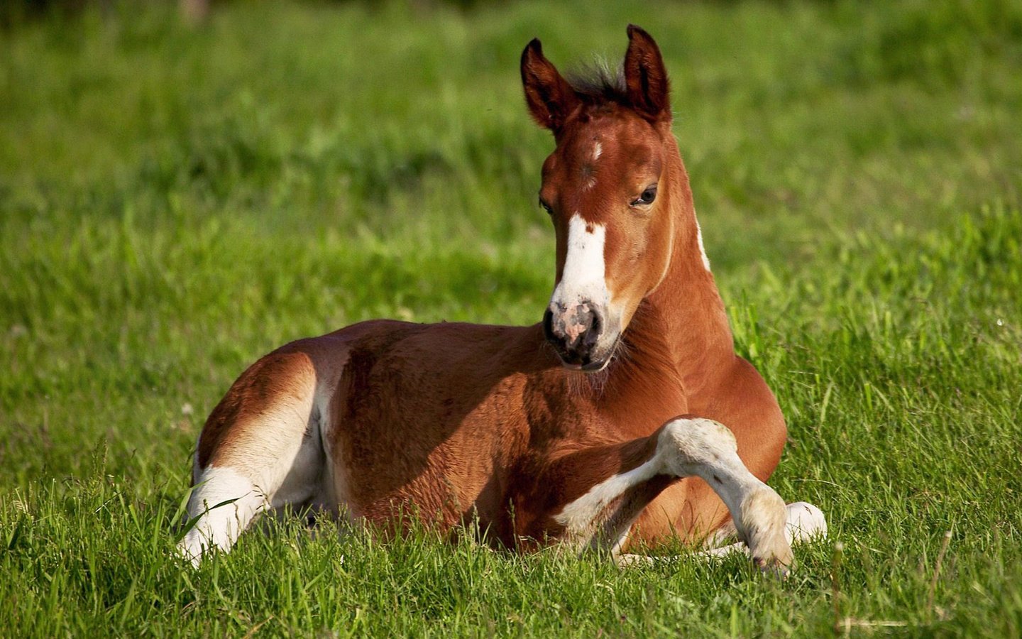 Обои лошадь, трава, фон, поле, зеленая, конь, жиребёнок, horse, grass, background, field, green, zherebenok разрешение 1920x1200 Загрузить