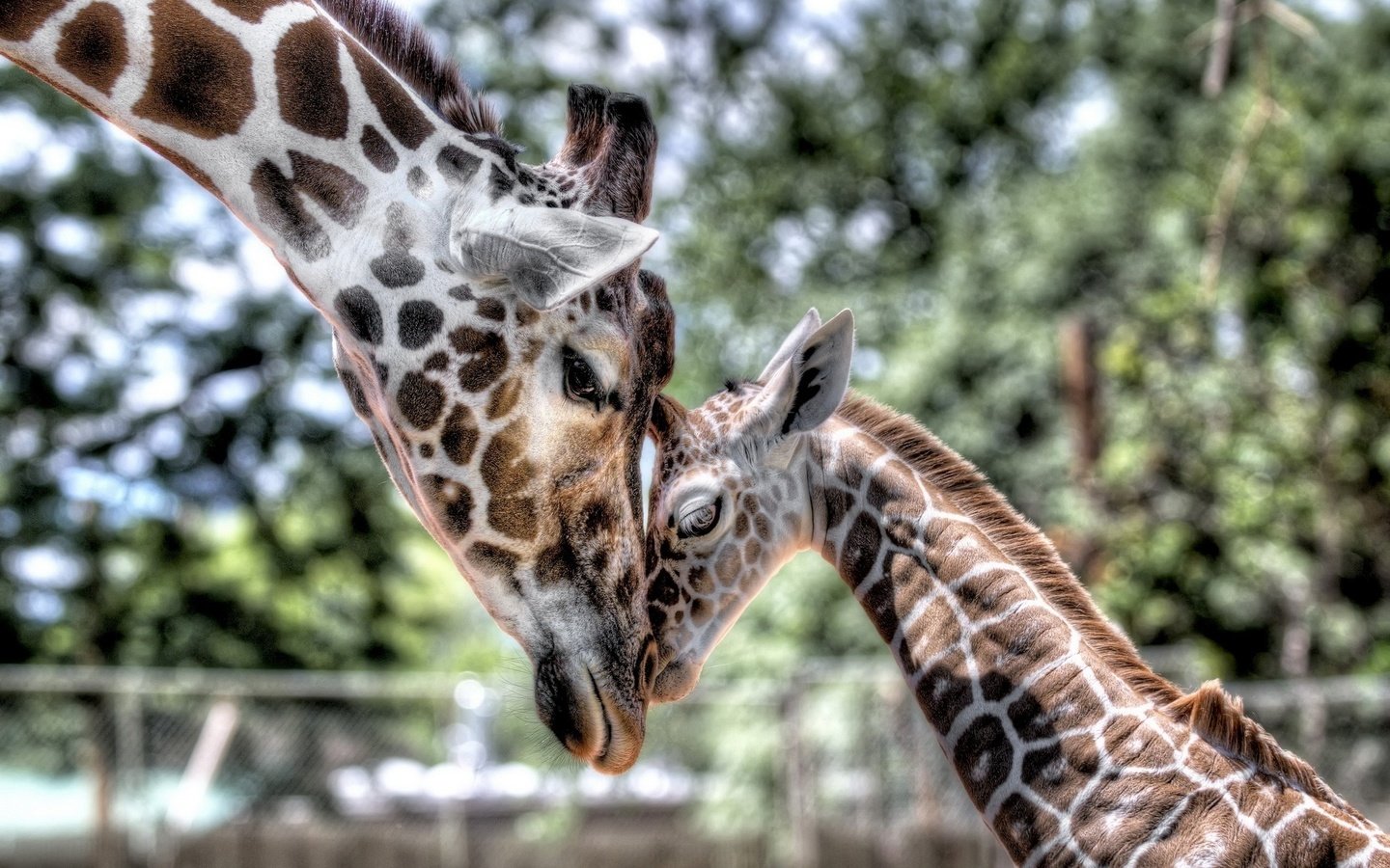 Обои нежность, мама, малыш, жираф, детеныш, tenderness, mom, baby, giraffe, cub разрешение 1920x1200 Загрузить