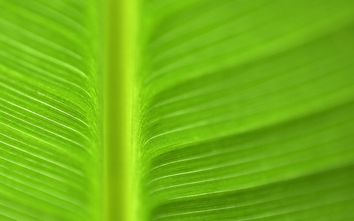 Обои текстура, цвет, лист, прожилки, зеленый лист, texture, color, sheet, veins, green leaf разрешение 1920x1080 Загрузить