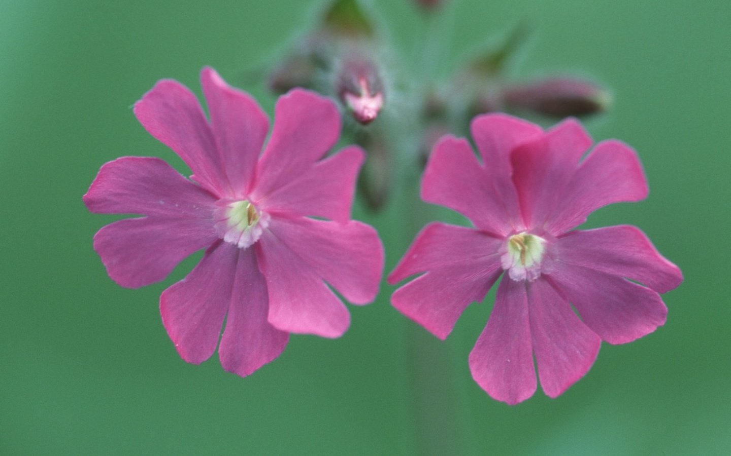 Обои цветы, смолевка, silene dioica, flowers, campion разрешение 1920x1080 Загрузить