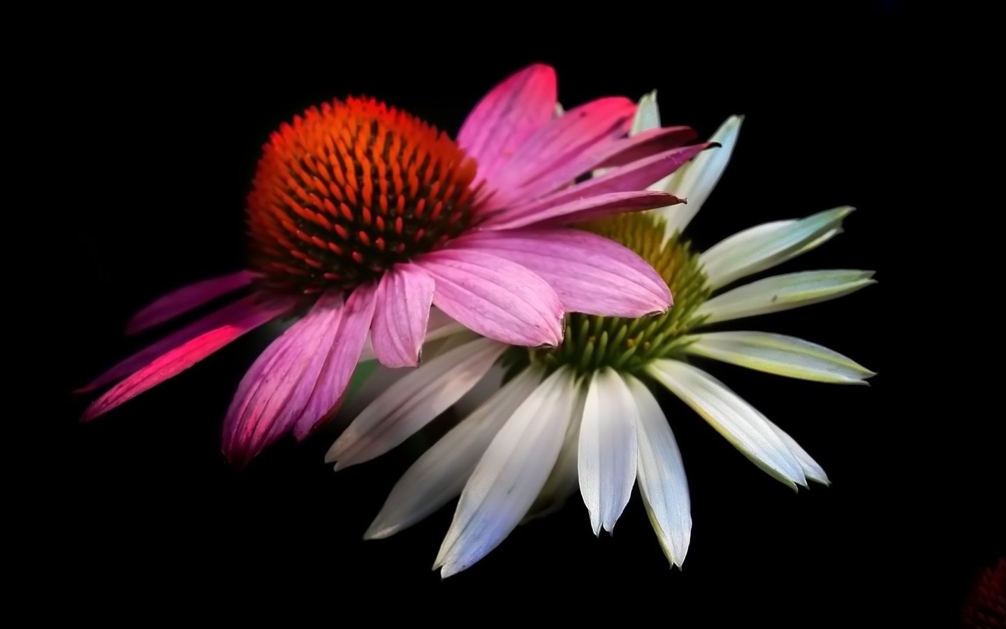 Обои цветы, лепестки, черный фон, эхинацея, flowers, petals, black background, echinacea разрешение 1920x1080 Загрузить