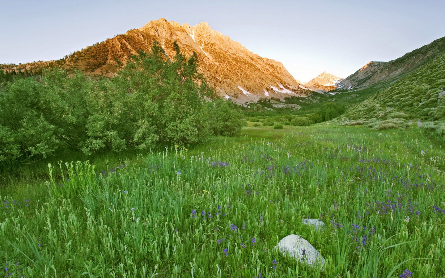 Обои цветы, трава, горы, зелень, кустарник, flowers, grass, mountains, greens, shrub разрешение 1920x1200 Загрузить