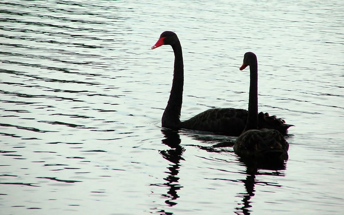 Обои вода, птицы, лебедь, черный лебедь, water, birds, swan, black swan разрешение 1920x1200 Загрузить