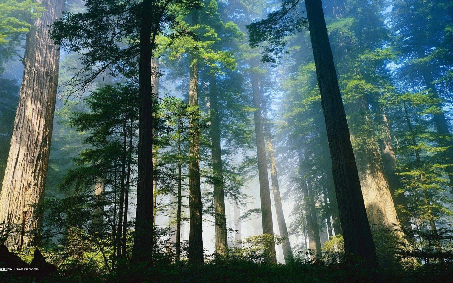 Обои деревья, природа, лес, утро, туман, стволы, trees, nature, forest, morning, fog, trunks разрешение 1920x1080 Загрузить