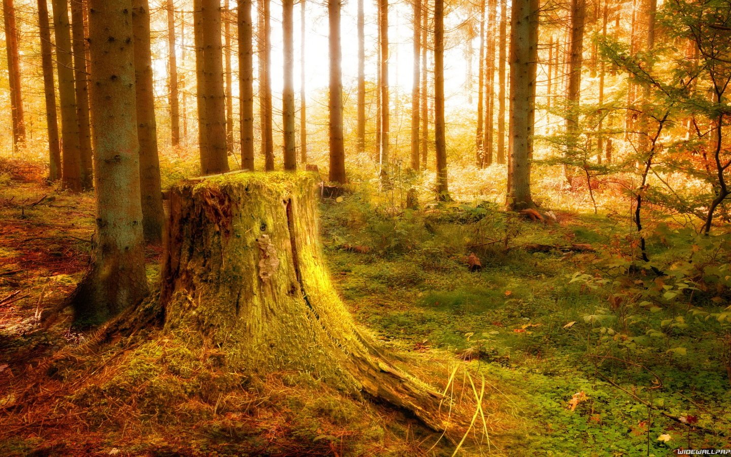 Обои свет, деревья, лес, пень, растительность, light, trees, forest, stump, vegetation разрешение 1920x1080 Загрузить
