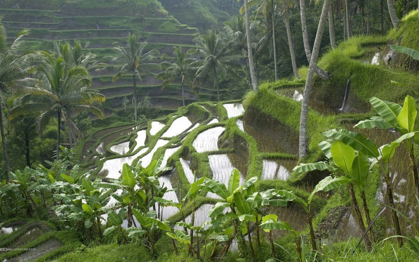 Обои пейзаж, пальмы, индонезия, бали, рисовые террасы, landscape, palm trees, indonesia, bali, rice terraces разрешение 1920x1080 Загрузить