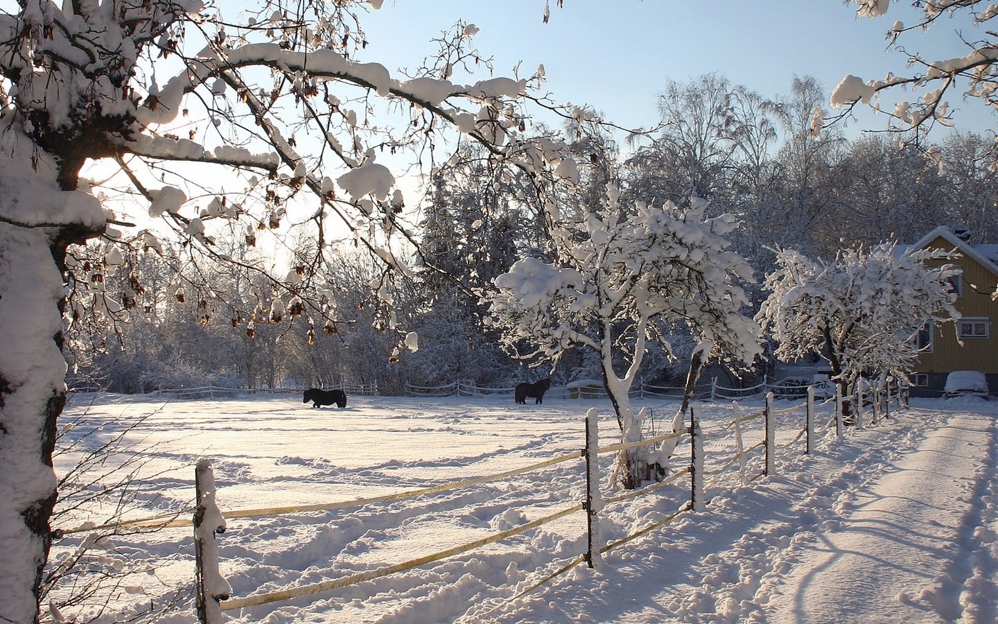Обои деревья, снег, зима, лошади, trees, snow, winter, horse разрешение 1920x1080 Загрузить