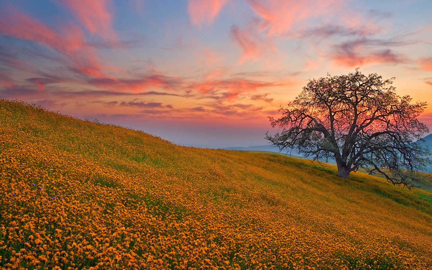 Обои цветы, холмы, дерево, закат, поле, поляна, flowers, hills, tree, sunset, field, glade разрешение 1920x1080 Загрузить