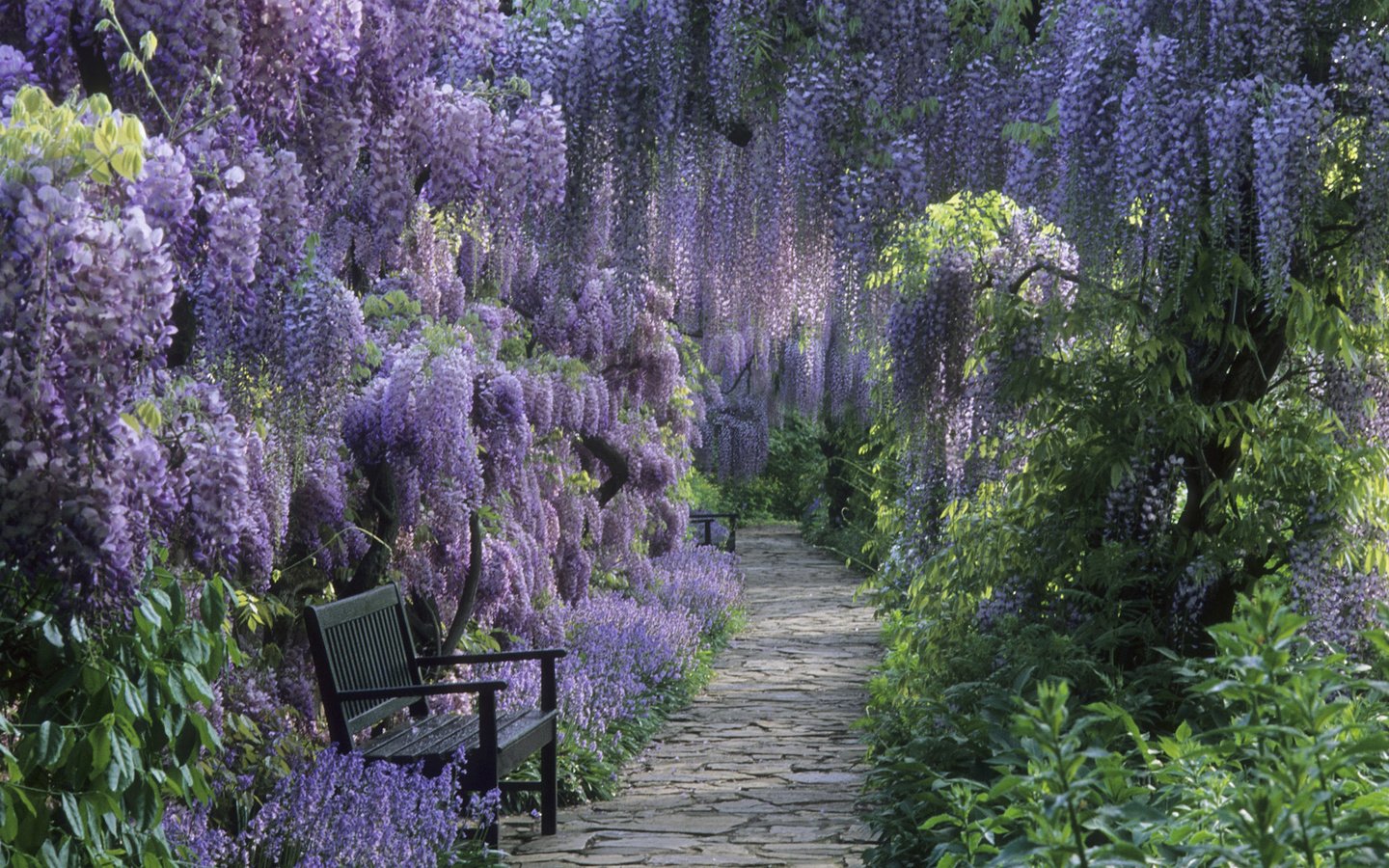 Обои тропинка, глициния, райский сад, сиреневое чудо, скаменки, path, wisteria, the garden of eden, lilac miracle, kamenki разрешение 1920x1080 Загрузить