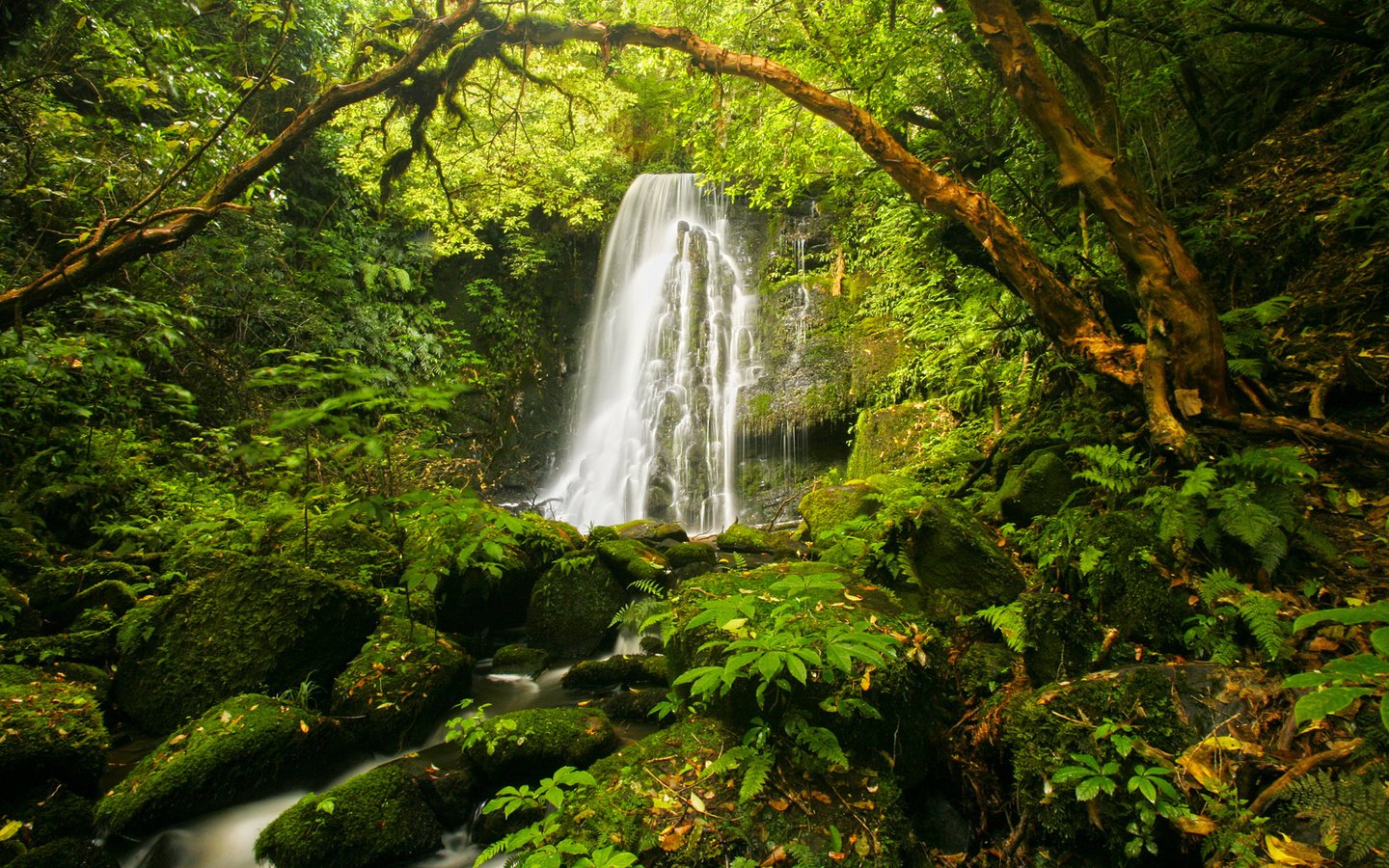 Обои камни, растения, водопад, мох, папоротник, stones, plants, waterfall, moss, fern разрешение 1920x1080 Загрузить