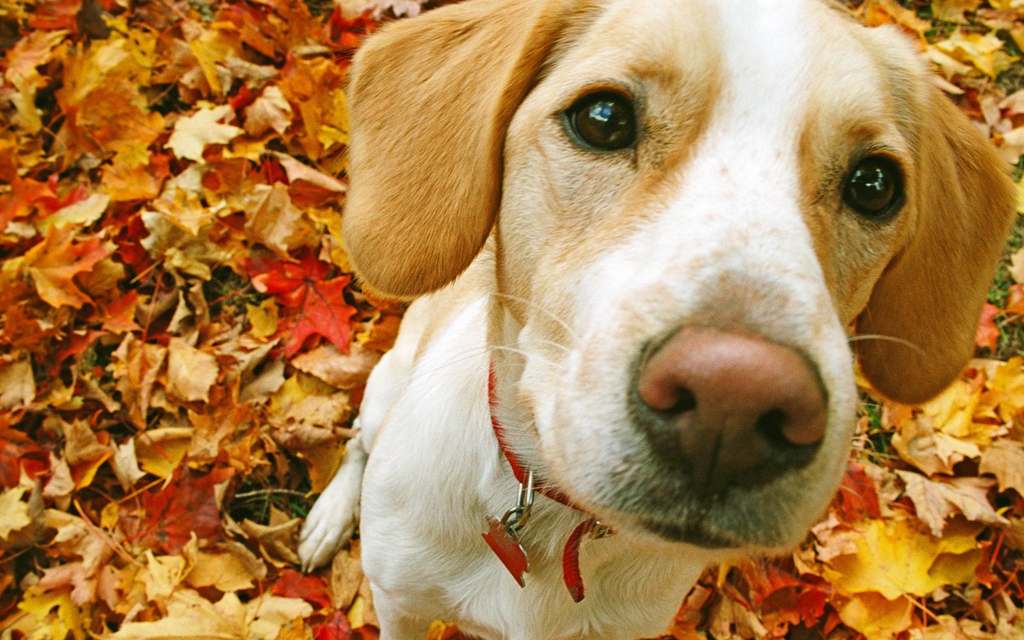 Обои мордочка, взгляд, собака, ошейник, бигль, осенние листья, muzzle, look, dog, collar, beagle, autumn leaves разрешение 1920x1080 Загрузить