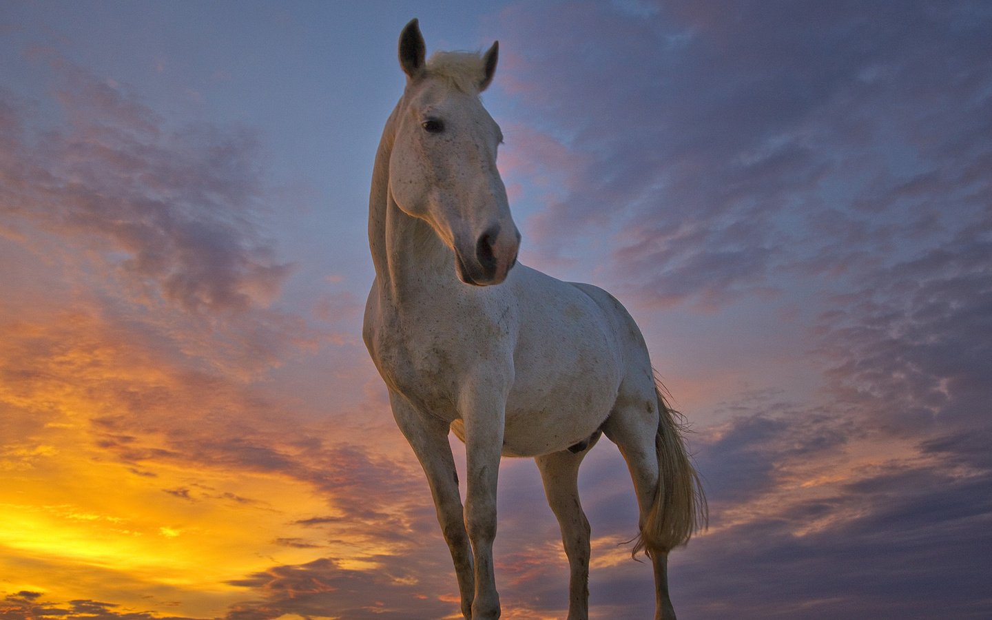 Обои лошадь, horse разрешение 1920x1080 Загрузить