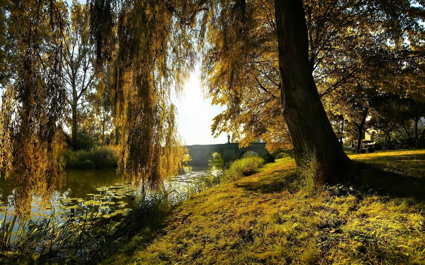 Обои лилии, трава, дерево, зелень, лес, ветки, мост, арки, ствол, lily, grass, tree, greens, forest, branches, bridge, arch, trunk разрешение 1920x1200 Загрузить