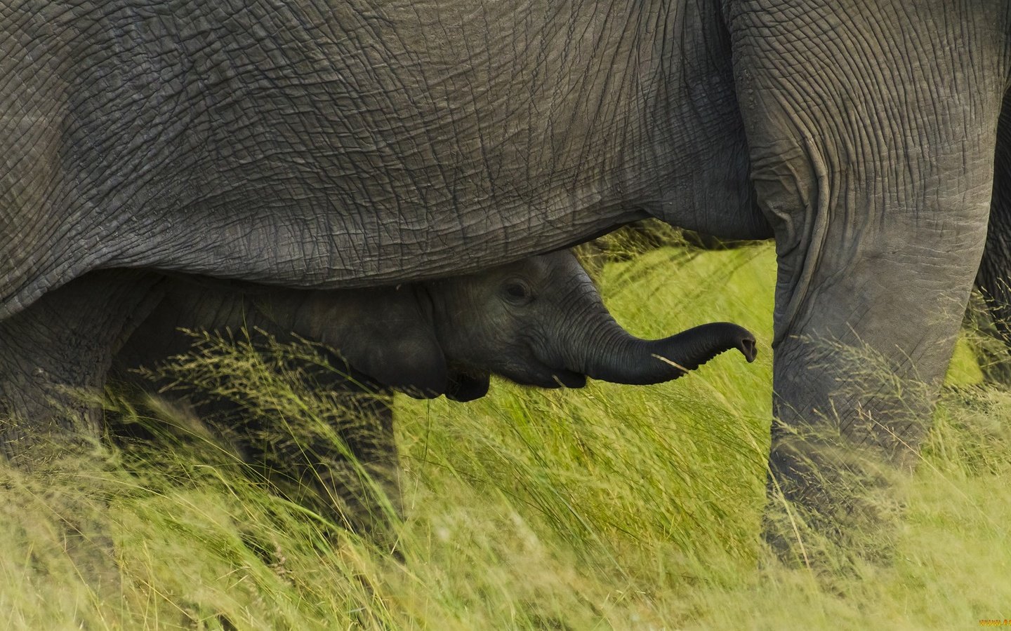 Обои трава, африка, слоны, слоненок, национальный парк чобе, ботсвана, grass, africa, elephants, elephant, chobe national park, botswana разрешение 1920x1080 Загрузить