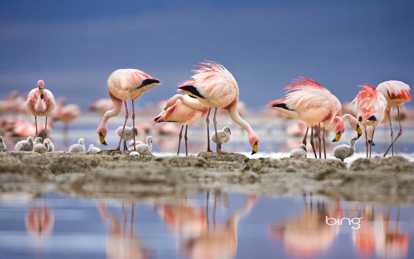 Обои озеро, отражение, фламинго, птицы, перья, птенцы, lake, reflection, flamingo, birds, feathers, chicks разрешение 1920x1200 Загрузить