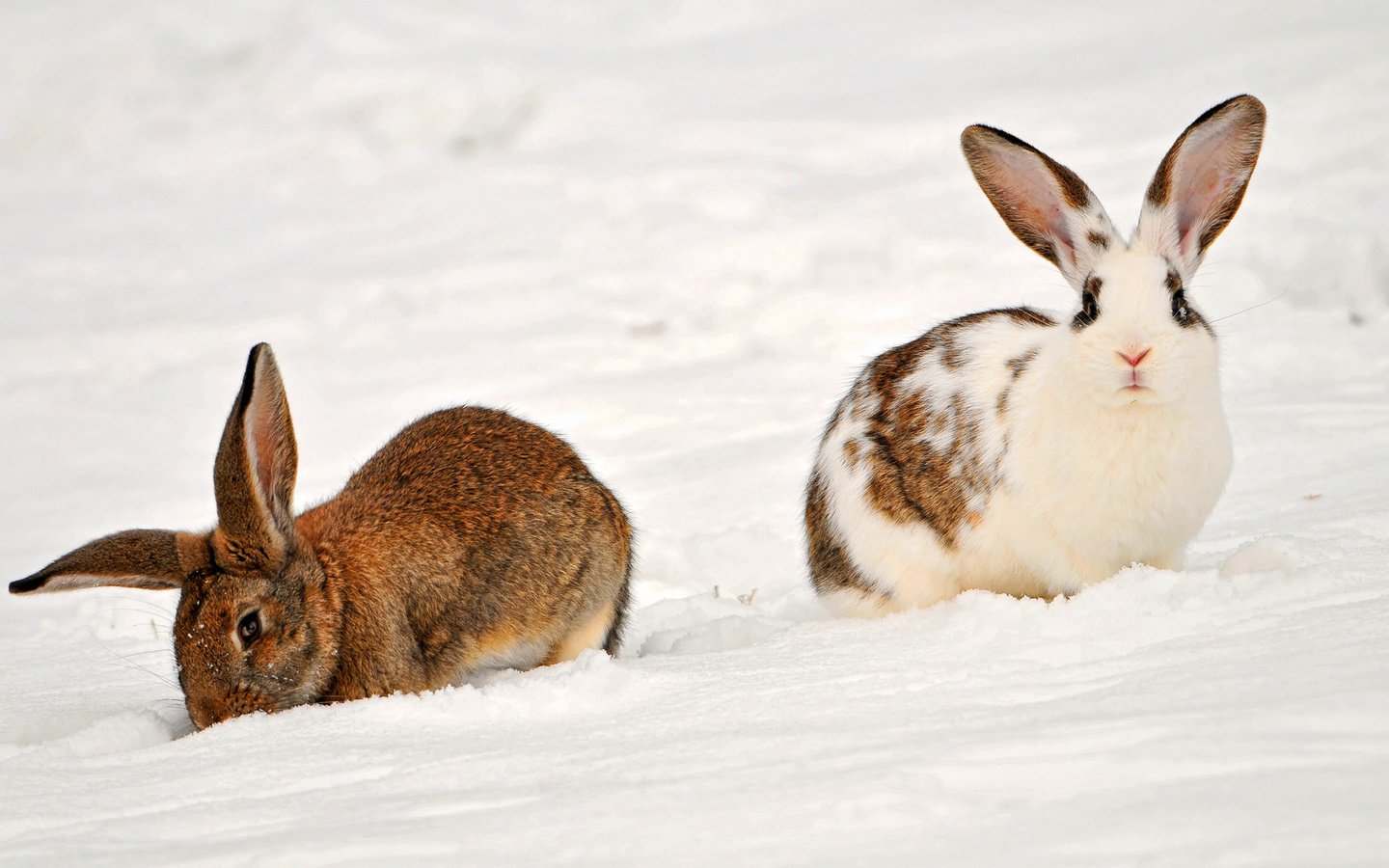 Обои снег, зима, животные, кролики, snow, winter, animals, rabbits разрешение 1920x1098 Загрузить