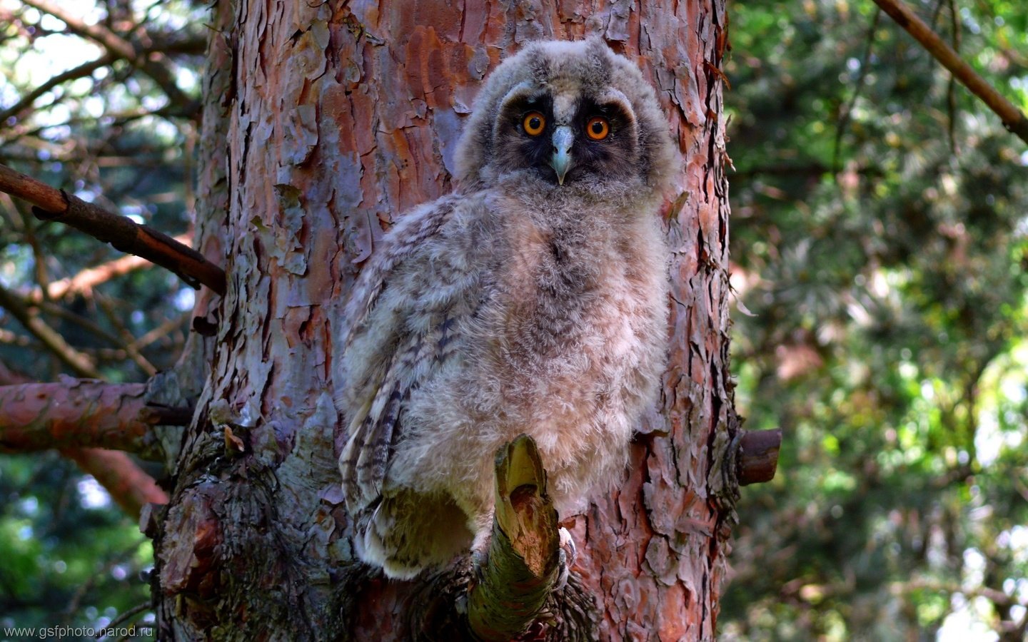 Обои сова, птенец, дерево, лес, птица, филин, ушастая сова, owl, chick, tree, forest, bird, long-eared owl разрешение 1920x1200 Загрузить