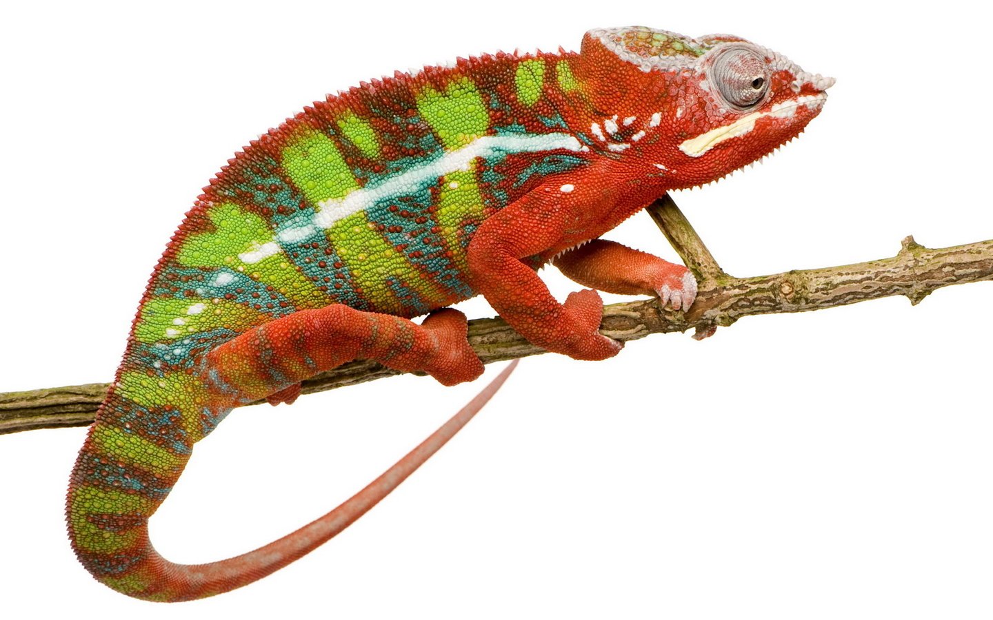 Обои ветка, ящерица, белый фон, хамелеон, branch, lizard, white background, chameleon разрешение 1920x1200 Загрузить