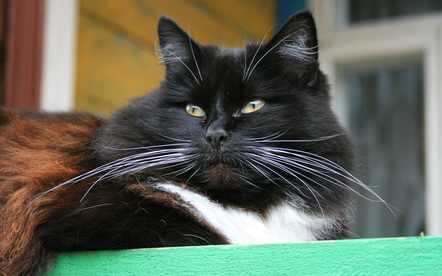 Обои кот, кошка, взгляд, черно-белая, усище, cat, look, black and white, kind of mustache разрешение 1920x1280 Загрузить