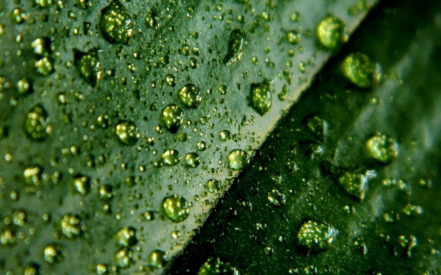 Обои зелёный, макро, капли, лист, green, macro, drops, sheet разрешение 1920x1080 Загрузить