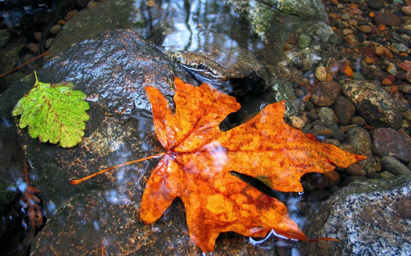 Обои вода, камни, листья, осень, лист, клен, мокрый, water, stones, leaves, autumn, sheet, maple, wet разрешение 1920x1200 Загрузить