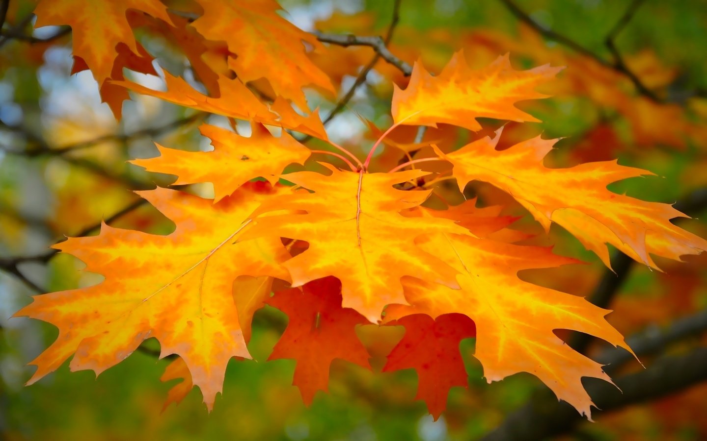 Обои листья, фон, ветки, осень, размытость, клен, красивые, leaves, background, branches, autumn, blur, maple, beautiful разрешение 1920x1200 Загрузить