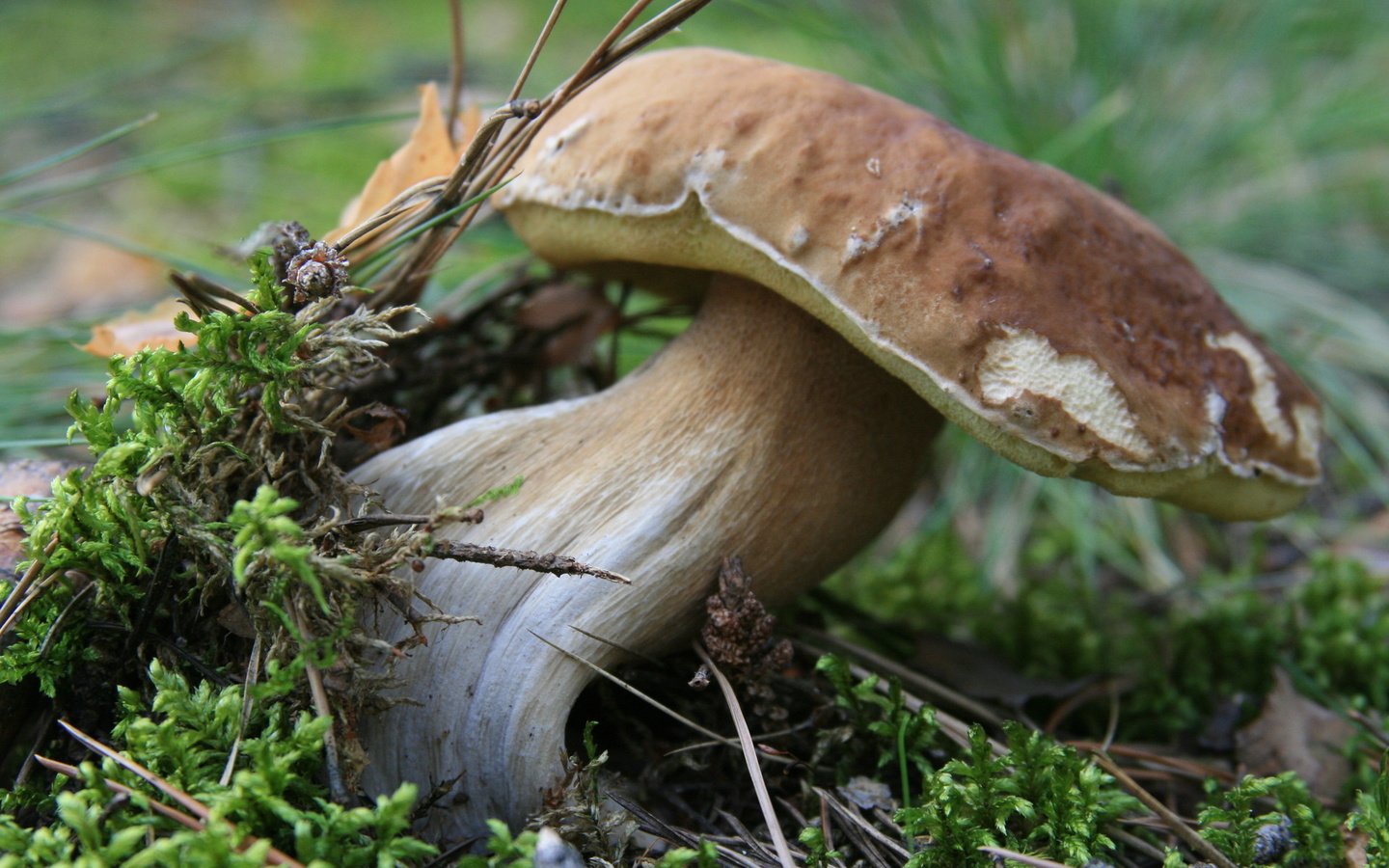 Лесной белый гриб