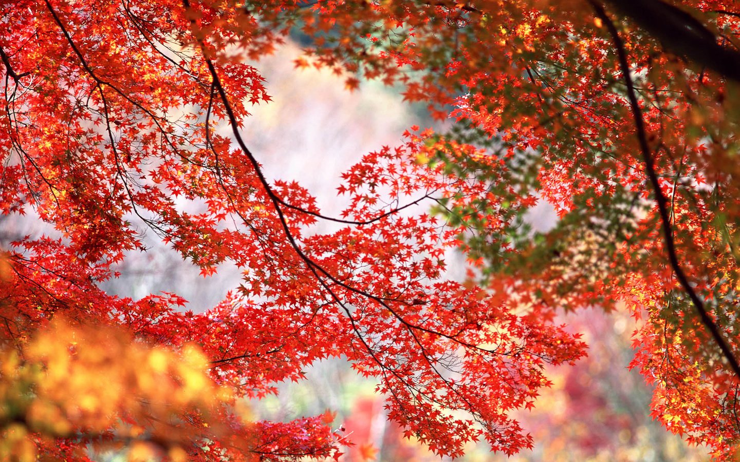 Обои деревья, листья, ветки, осень, trees, leaves, branches, autumn разрешение 1920x1200 Загрузить