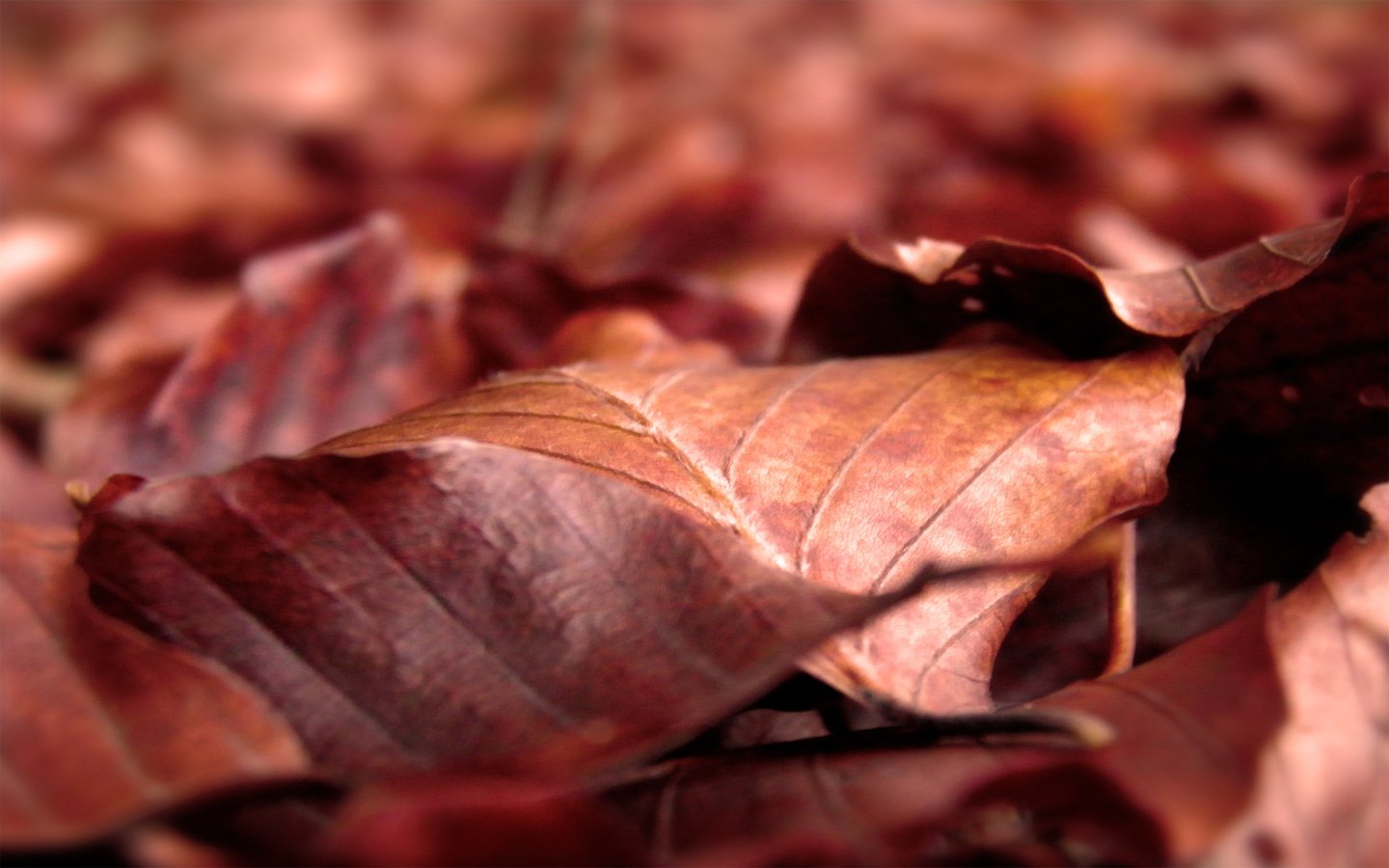 Обои листья, макро, осень, листопад, сухие, leaves, macro, autumn, falling leaves, dry разрешение 2560x1600 Загрузить