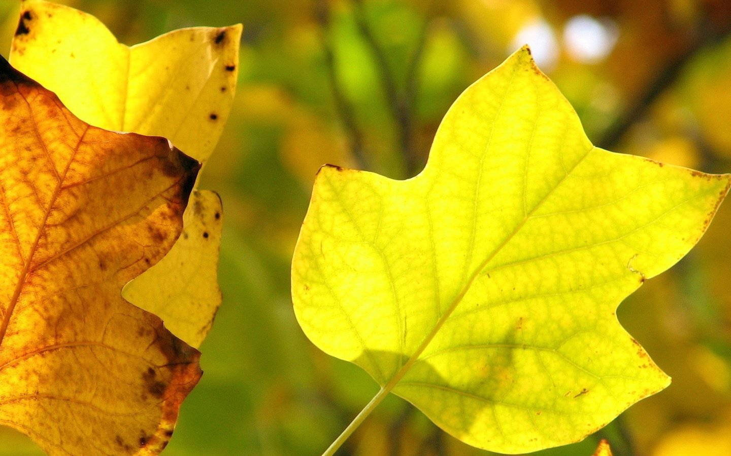 Обои листья, макро, осень, прожилки, желтые, leaves, macro, autumn, veins, yellow разрешение 1920x1200 Загрузить