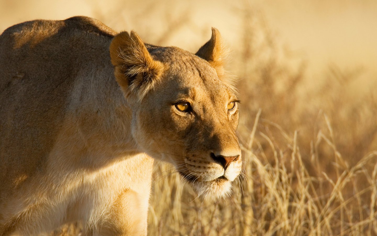 Обои морда, взгляд, лев, охота, львица, львица на охоте, face, look, leo, hunting, lioness, lioness on the hunt разрешение 1920x1280 Загрузить