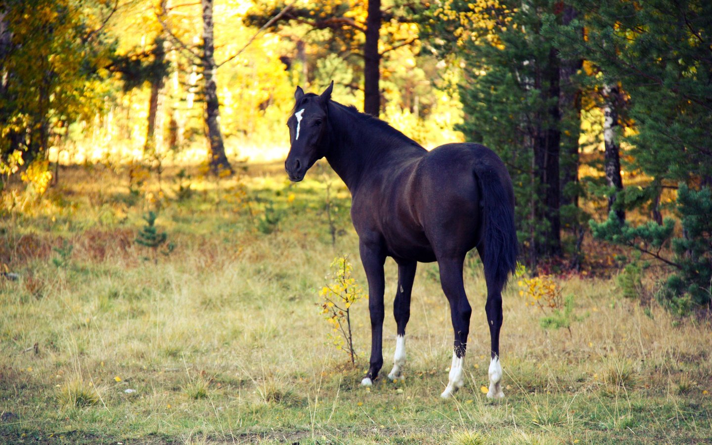 Обои лошадь, вечер, закат, осень, конь, белая метка, horse, the evening, sunset, autumn, white label разрешение 1920x1280 Загрузить