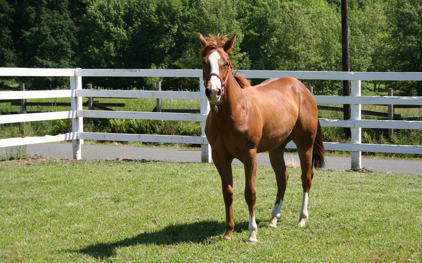 Обои лошадь, трава, ограждение, конь, загон, лошадь в загоне, horse, grass, the fence, corral, the horse in the paddock разрешение 1920x1280 Загрузить