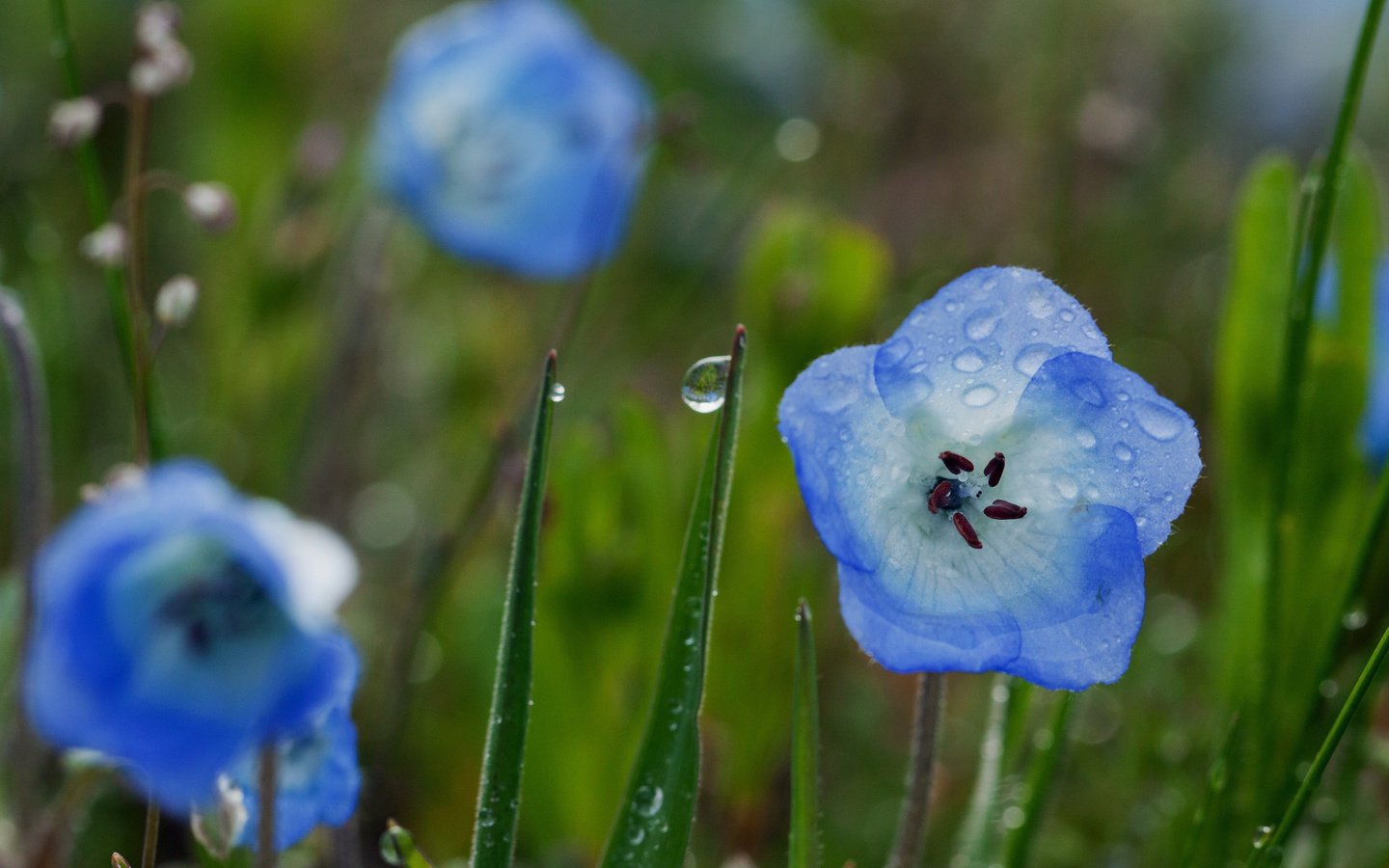 Обои роса, капли, синие, rosa, drops, blue разрешение 1920x1280 Загрузить