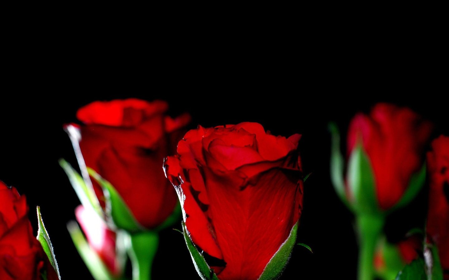 Обои макро, фон, розы, красные, черный, черный фон, macro, background, roses, red, black, black background разрешение 1920x1200 Загрузить