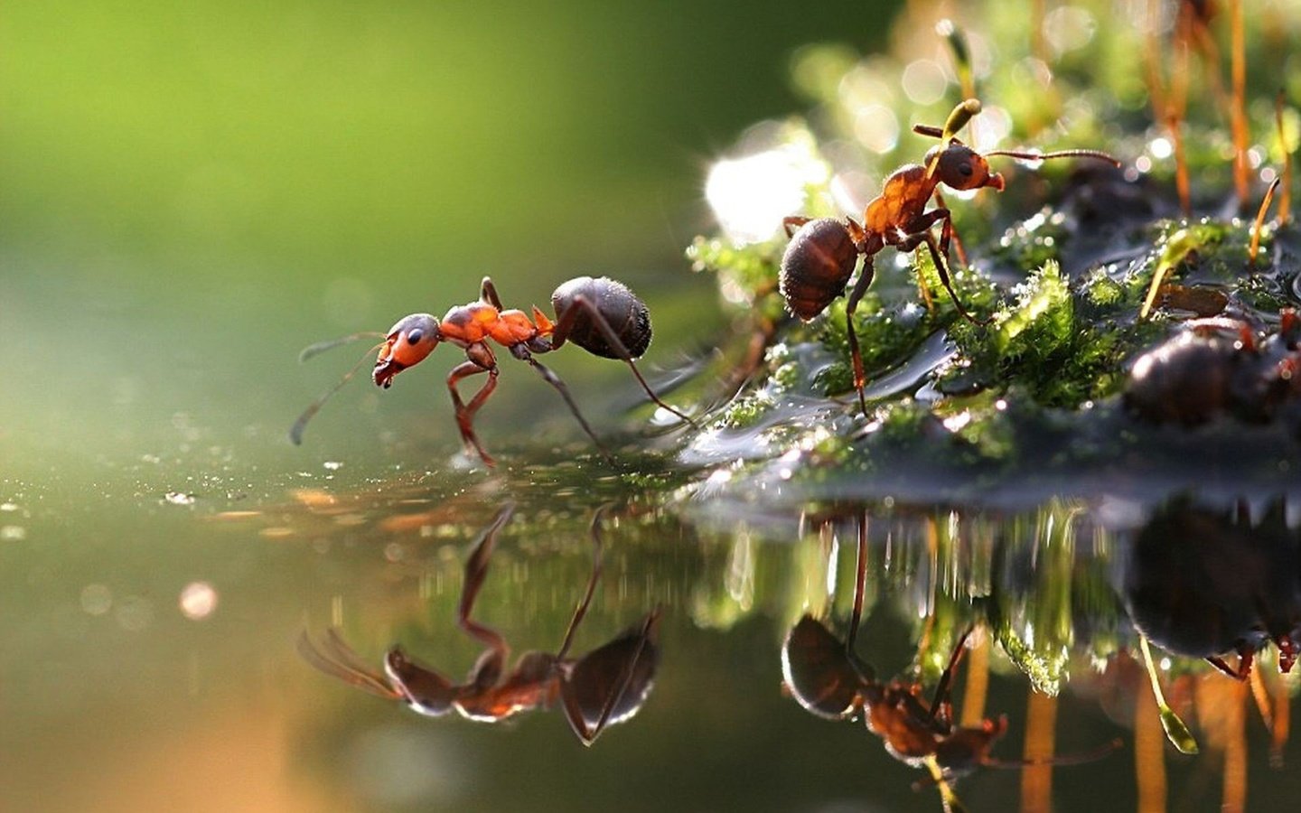 Обои вода, макро, отражение, насекомые, лужа, муравьи, water, macro, reflection, insects, puddle, ants разрешение 1920x1200 Загрузить