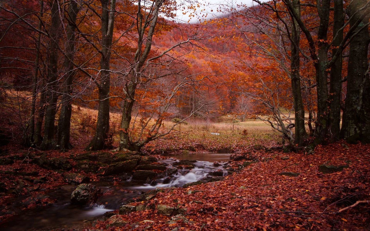 Обои лес, ручей, осень, forest, stream, autumn разрешение 1920x1200 Загрузить