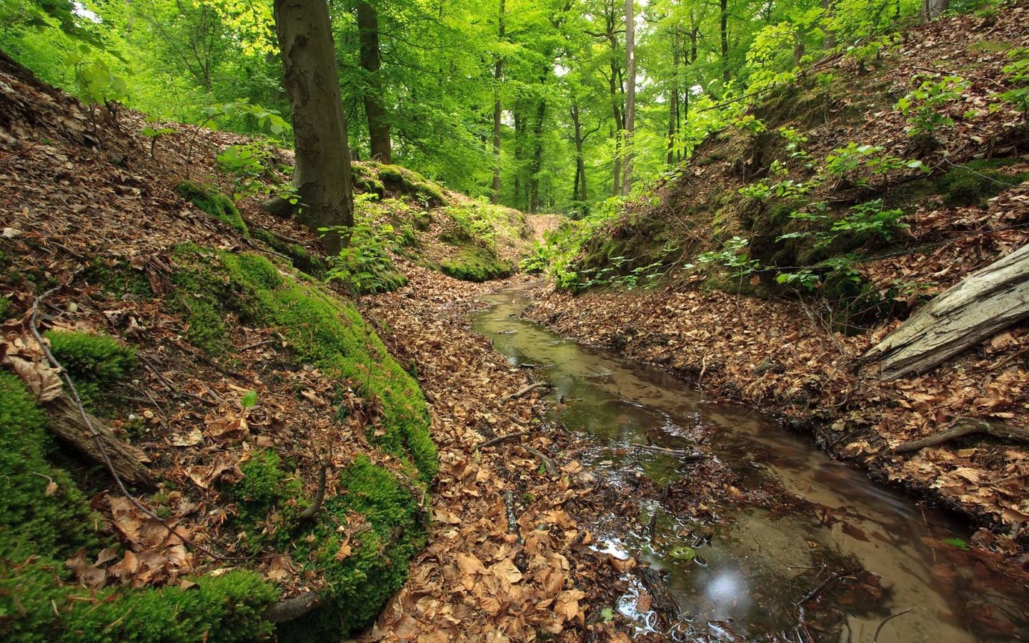 Обои лес, ручей, forest, stream разрешение 1920x1200 Загрузить