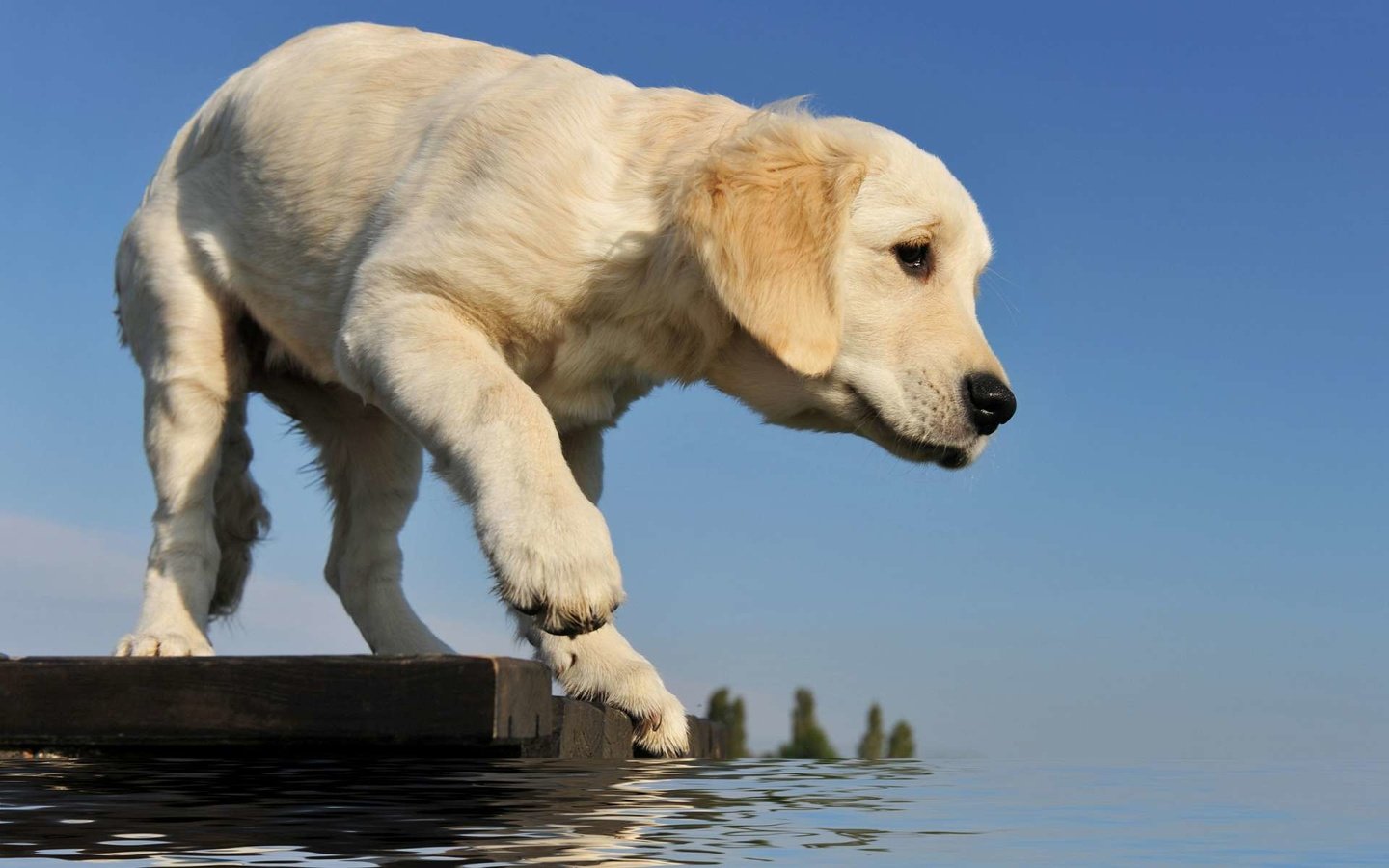 Обои вода, мостик, собака, щенок, лапа, ретривер, золотистый ретривер, water, the bridge, dog, puppy, paw, retriever, golden retriever разрешение 1920x1200 Загрузить