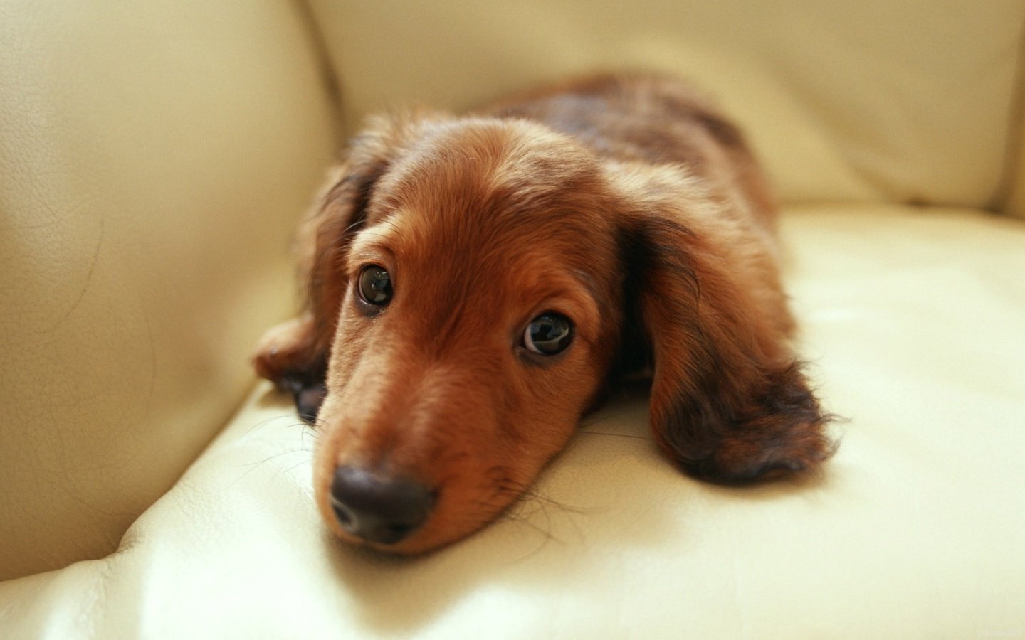 Обои глаза, мордочка, взгляд, собака, щенок, диван, такса, такса на диване, eyes, muzzle, look, dog, puppy, sofa, dachshund, dachshund on the couch разрешение 1920x1200 Загрузить