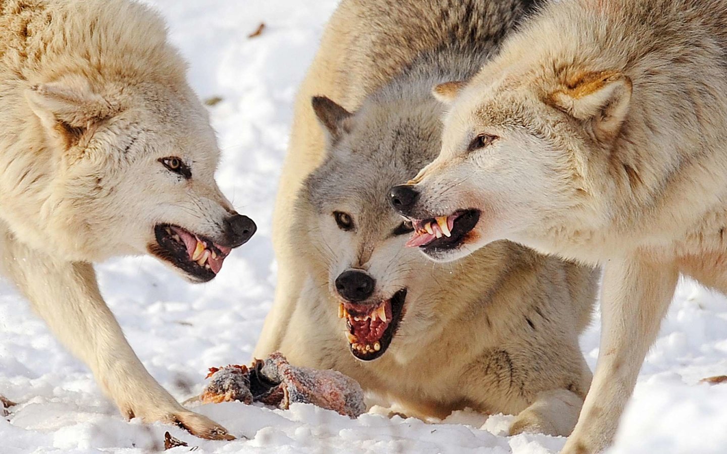 Обои снег, драка, клыки, хищники, оскал, волки, стая, волк, добыча, snow, fight, fangs, predators, grin, wolves, pack, wolf, mining разрешение 1920x1200 Загрузить