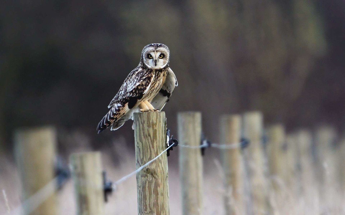 Обои сова, забор, птица, owl, the fence, bird разрешение 1920x1200 Загрузить